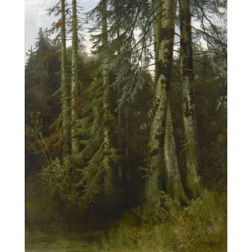 Jakob Lorenz Rüdisühli — Waldinneres mit Fichten.
