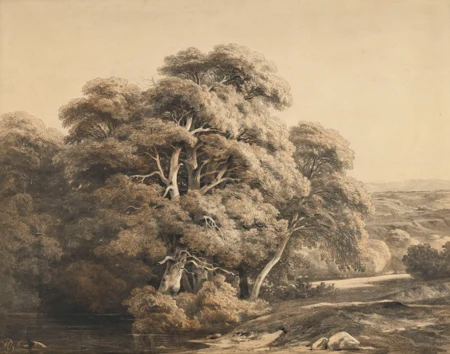 Bord de rivière arboré