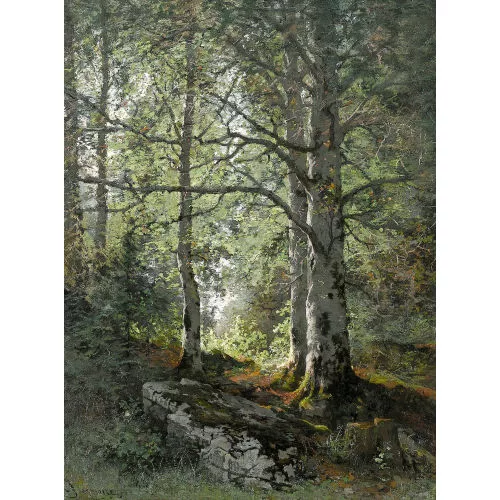 Jeanmaire Edouard — Sonnige Waldpartie mit Buchen.