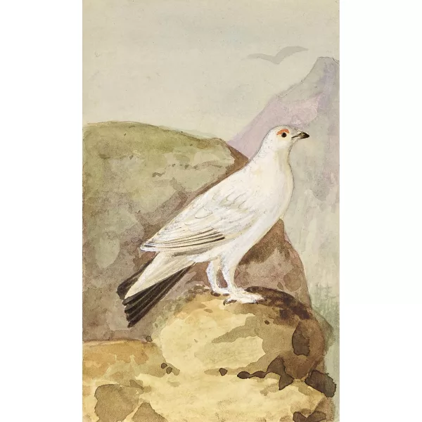 Johann Emanuel Wyss — Konvolut Vogeldarstellungen.