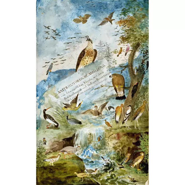 "Naturhistorische Abbildung von Schweizerschen Vögeln, mit deren Beschreibungen und sonstigen Bemerkungen meist selbst gesammlet. Und nach der Natur verfertigt..."
