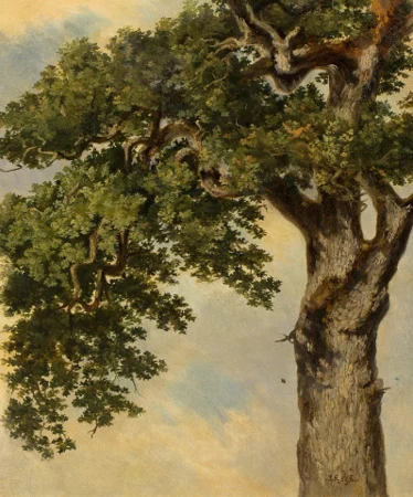 Baumstudie