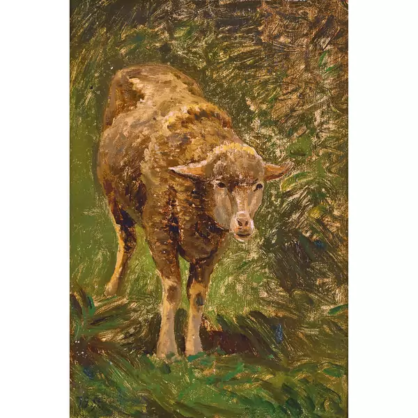 Schaf