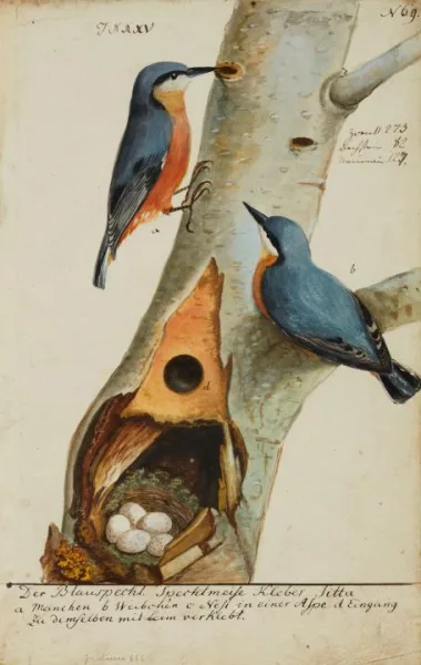 Johann Müller — Ein Paar Blauspechte, ihr Nest und ihre Eier