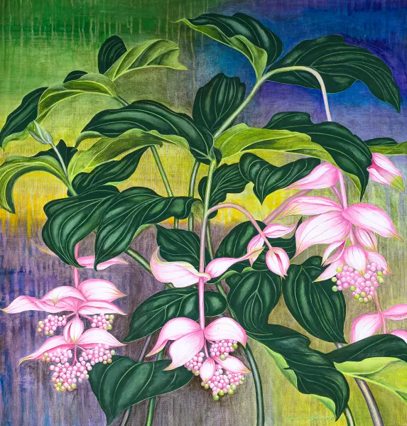 Medinilla magnifica