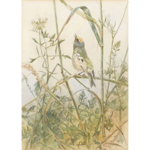 Karl Bodmer — Singvogel auf einem Halm.