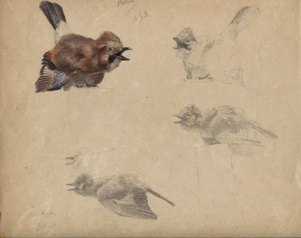 Karl Bodmer — 4 Blätter: Oiseau, 1880; Poussin de 15 jours, 1874; Mésange charbonnière; Oiseau