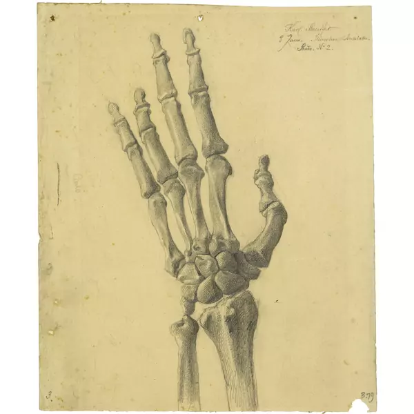 Karl Stauffer-Bern — Knochenstudie einer linken Hand — Galerie Kornfeld