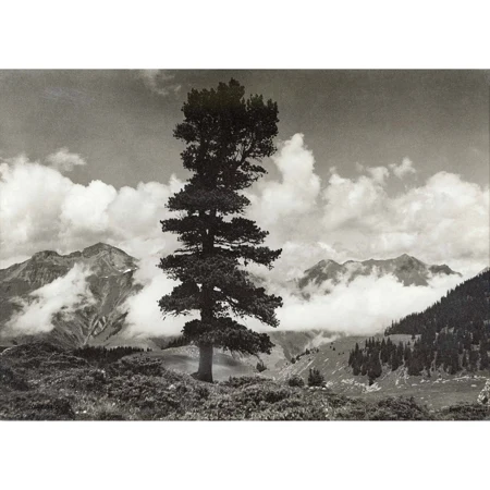 "Elsigenalp"