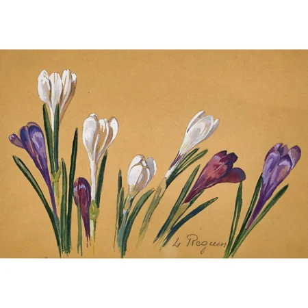 Krokusse