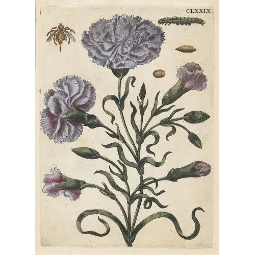 Maria Sibylla Merian — Nelke mit Insekt.