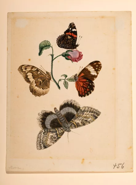 Maria Sibylla Merian — Rosenzweig mit Schmetterlingen und Nachtfalter
