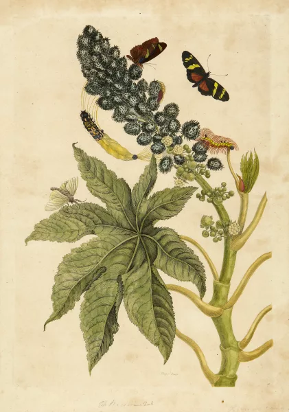 Maria Sibylla Merian — Metamorphosis Insectorum Surinamensium
