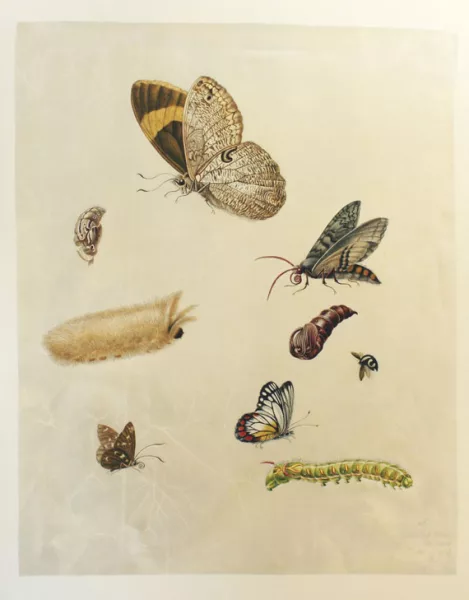 Maria Sibylla Merian — Leningrader Aquarelle. 1974. 2 Bde.