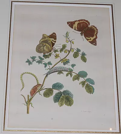 Maria Sibylla Merian — März 2017 (A144) - Auktionsstart: 20.3.2017, 12:30 — Schuler Auktionen