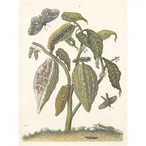 Maria Sibylla Merian — "Cacao".