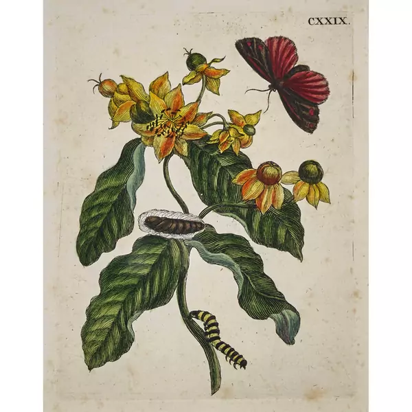 Ochsenauge mit Raupe und Schmetterling