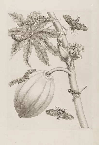 Maria Sibylla Merian — Insekten (Surinam), 36 Blatt (inkl. Dubletten)