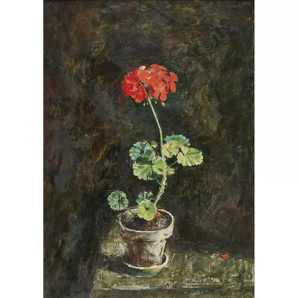Geranium im Topf