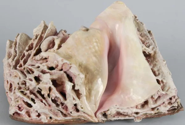 Martin Schwarz — Vermuschelung, 2003