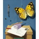 Postillon Colias Croceus