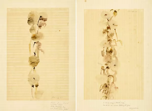 Orchideen