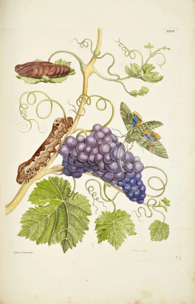 MERIAN ( — Paris, L. C. Desnos, 1771.