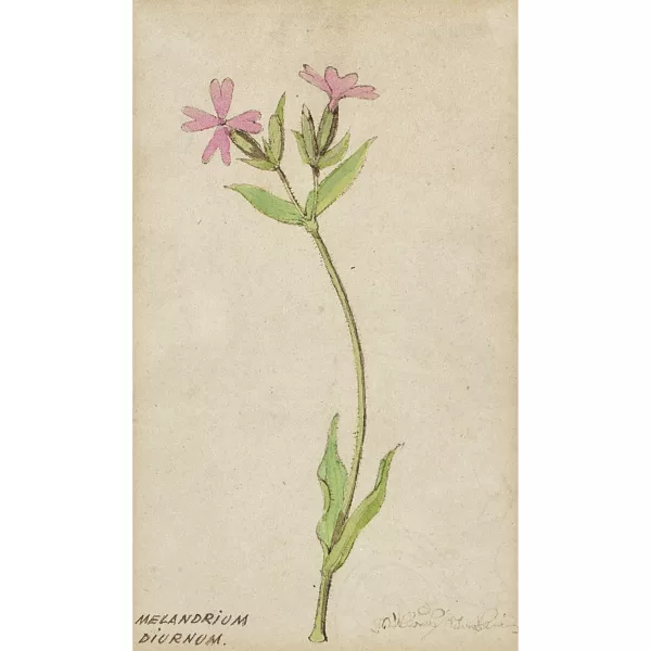 Niklaus Stoecklin — "Melandrium Diurnum".