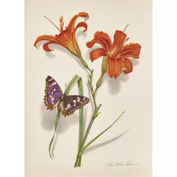 Niklaus Stoecklin — Feuerlilie und Schmetterling.