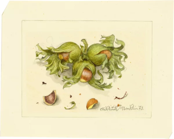 Niklaus Stoecklin — Haselnüsse