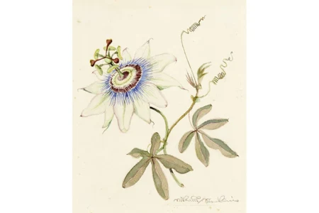 Passionsblume