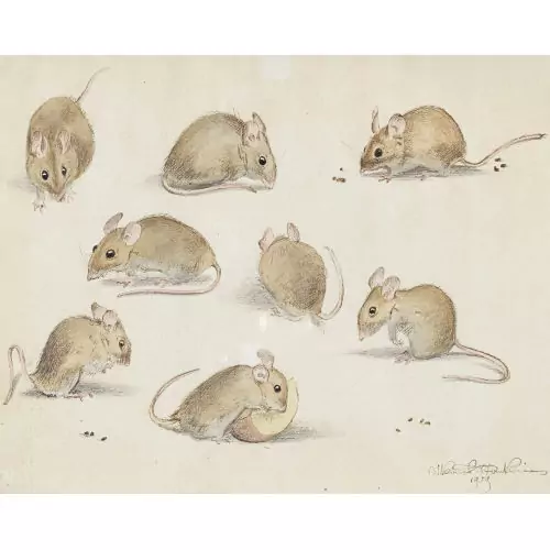 Mäuse