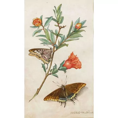 Granatbaumblüten und Falter