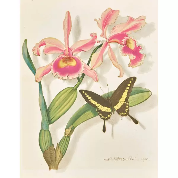 Schwalbenschwanz auf Orchidee