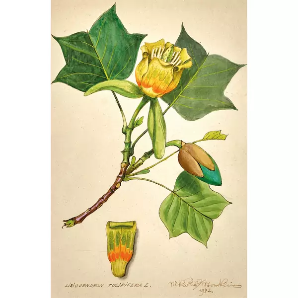 "Liriodendron tulipifera L."