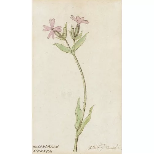 Niklaus Stoecklin — "Melandrium Diurnum".