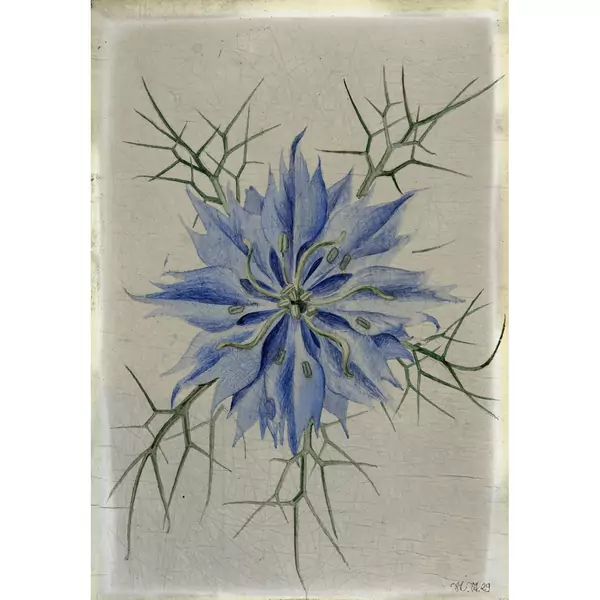 Niklaus Stoecklin — Blaue Kornblume — Galerie Kornfeld