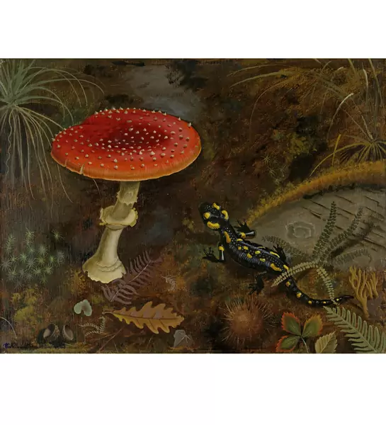 Niklaus Stoecklin — Waldboden mit Fliegenpilz und Salamander — Galerie Kornfeld