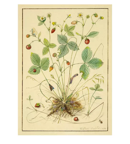 Niklaus Stoecklin — Walderdbeere mit Insekten — Galerie Kornfeld