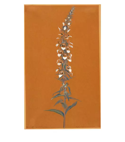 Niklaus Stoecklin — Digitalis lanata (Wolliger Fingerhut) — Galerie Kornfeld