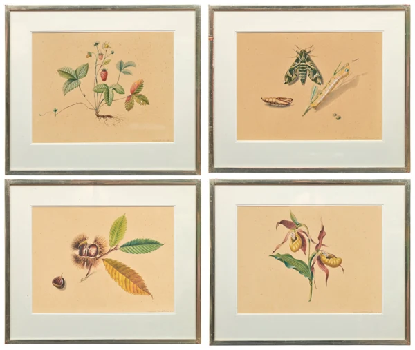 Niklaus Stoecklin — Schönheiten der Natur - Erdbeere, Kastanie, Orchidee, Raupe, 1942