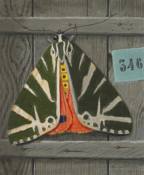 Niklaus Stoecklin — Nachtfalter (Euplagia quadripunctaria), 1972