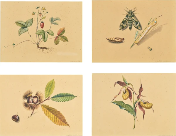 Niklaus Stoecklin — Schönheiten der Natur - Erdbeere, Kastanie, Orchidee, Raupe, 1942