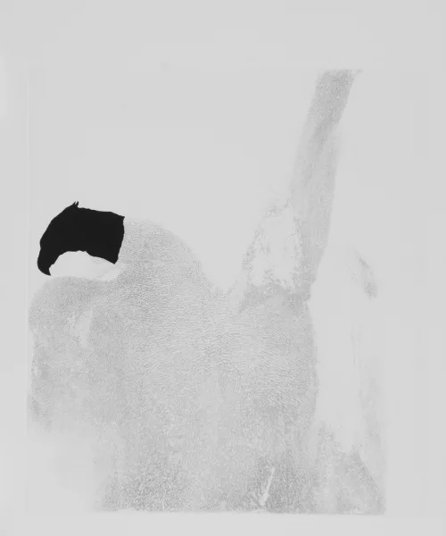 Not Vital — Portfolio. El Maktoub Maktoub, 1990