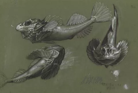 Otto Dix — Knurrhahn