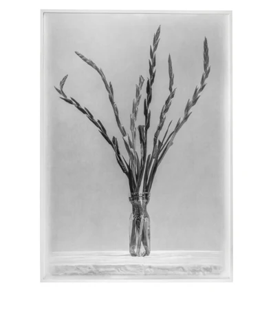 Pascal Danz — Brice Marden — Galerie Kornfeld