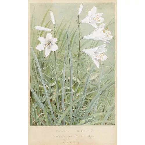 Paul-André Robert — "Alpenlilie".