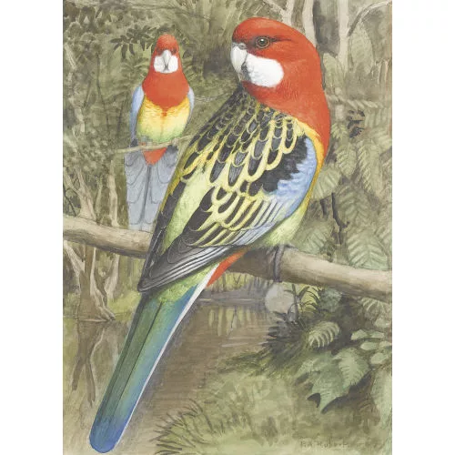 Paul-André Robert — Zwei Rosella-Sittiche.