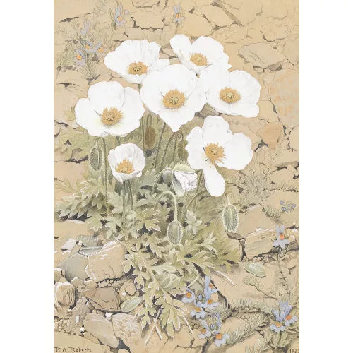Paul-André Robert — Weisser Mohn auf steinigem Grund.