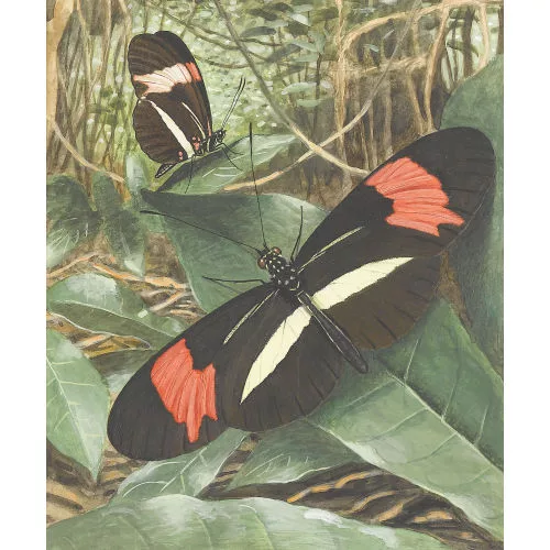 Paul-André Robert — "Papillons du Brésil".
